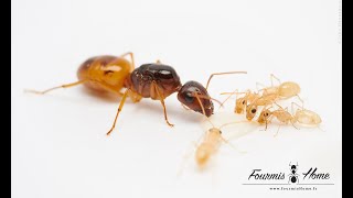 Camponotus turkestanus FOURMISHOME [upl. by Valli]