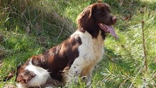 Training Sam the Springer spaniel [upl. by Aliban733]