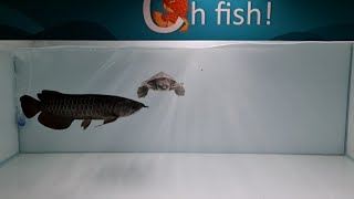 Rarest Black Arowana amp Fly River Turtle at Oh Fish Aquarium Shop [upl. by Lester30]