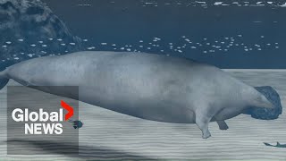 Ancient whale discovered in Peru is most massive animal in Earths history scientists say [upl. by Lefkowitz]