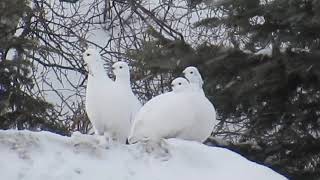 Ptarmigans [upl. by Isis]