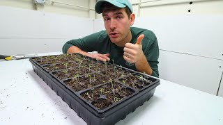 SIX Reasons Your Seedlings Are Leggy  Solutions [upl. by Olcott]