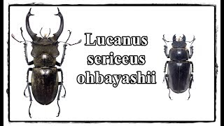 Lucanus sericeus ohbayashii  Präparation  Mounting [upl. by Lathan276]