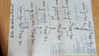 Beta Oxidation Oxidation Tutorial UrduHindi [upl. by Ait]