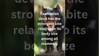 Amazing Fun Facts about Tasmanian Devil [upl. by Tebazile]