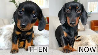 Then and Now Dachshund from puppy to adult [upl. by Euqinom]