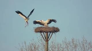 BEAUTES DE LA NATURE TV  une cigogne défend son nid [upl. by Leira]