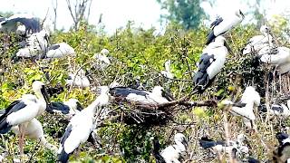 Lake Life Bird Nesting in the Wild  A Lot of Nest amp Wild Bird  BirdsLifeCycle [upl. by Thorpe701]