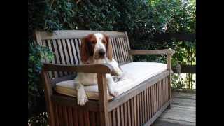 Welsh Springer Spaniels [upl. by Reese]