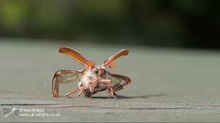 Wildlife with Panasonic GH6 test Cockchafer beetle take off filmed in slow motion at 300FPS [upl. by Natsirhc]