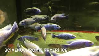 Sciaenochromis fryeri ice [upl. by Eppesiug]