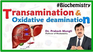 Transamination and oxidative deamination Animation  Biochemistry by Dr Prakash Mungli [upl. by Stuart]