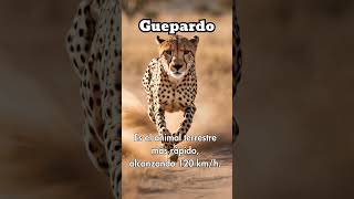 🐆 El guepardo el corredor más rápido 🏃‍♂️💨🐆 Guepardo VelocidadAnimal Shorts [upl. by Rakia259]