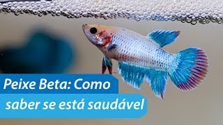 Peixe Beta  Como Saber se Está Saudável [upl. by Anyrtak]