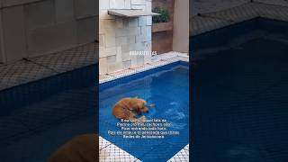 Deve ser refrescante piscina piscinas rededeprotecao piscinasmodernas cachorro dog proteção [upl. by Schlicher]