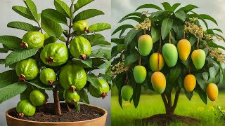 🌿Ready to grow your own Guava Mango Litchi and lemon tree at home How to propagate fruit trees [upl. by Nirual]