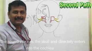 Air Conduction amp Bone Conduction Pathways [upl. by Beeson72]