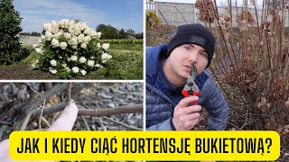 Jak i kiedy ciąć hortensję bukietową prosty sposób na cięcie hortensji fakty i mity o jej cięciu [upl. by Kus459]