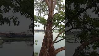 Walk in to Foreshore road view Kochi kayal [upl. by Naitsihc]