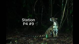 30 Day Camera Trap in Forest Station P3P49 wildlife cameratrap wildlifecamera wildlifecam [upl. by Akiehsat]