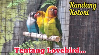 Halooo Lovebird Kabar Lovebird Pagi Ini di Kandang Koloni [upl. by Harwin128]