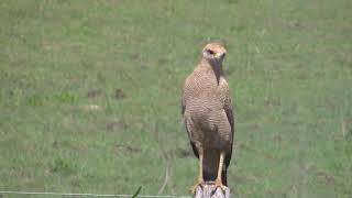 Aguilucho colorado Buteogallus meridionalis Identificación 2018 [upl. by Agueda]