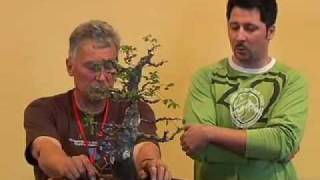 Walter Pall bonsai demo Carpinus orientalis  part 44 [upl. by Sargent]