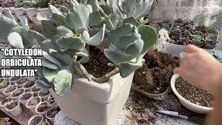 181 COTYLEDON ORBICULATA UNDULATA [upl. by Annasor]