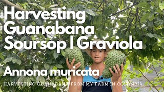 Harvesting Guanabana  Soursop  Graviola Annona muricata [upl. by Animor914]