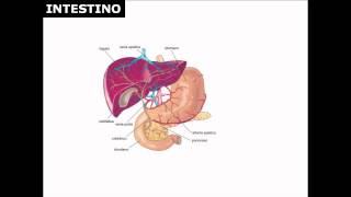 Studia scienze con il Prof lapparato digerente [upl. by Silden]