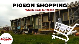 Time to Buy Racing Pigeons  2023 YB Team Ep 56 [upl. by Antonina]