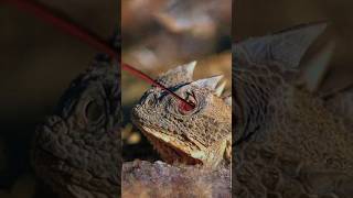 Horned Lizard The Lizard That Shoots Blood from Its Eyes [upl. by Latsyrcal446]