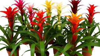 How to Remove Bromeliad Pups  Guzmania Propagation  Care and Propagation Of Guzmanias [upl. by Galatea898]