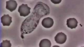 White Blood Cell chasing Bacteria with Benny Hill theme and ON NOM NOM 2 [upl. by Clemen]