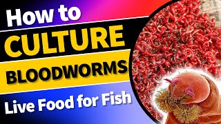 Ultimate Guide to Culturing and Harvesting Nutritious Bloodworms at Home bloodwormculture [upl. by Prima]