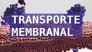 ¿CÓMO PASAN LAS SUSTANCIAS A TRAVÉS DE LAS MEMBRANAS CELULARES Transporte Membranal [upl. by Aener792]