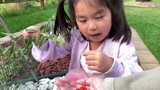 Sister picking berries 92020 [upl. by Niveb]