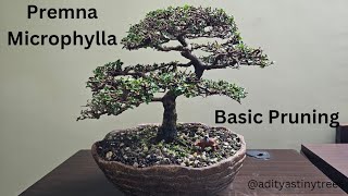 Premna Microphylla Bonsai Tree Pruning adityastinytrees bonsai [upl. by Attennhoj522]