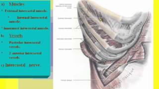 10 Thorax د أحمد كمال Contents of the Intercostal Space data 2 [upl. by Daria]