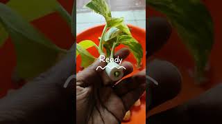 How to Easily Grow Money Plant in a Fish Bowl at Home [upl. by Ailehc]