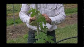 How to Train amp Prune Tickled Pink™ Grapes for Strong Growth  Grape Care Tips [upl. by Jarad676]