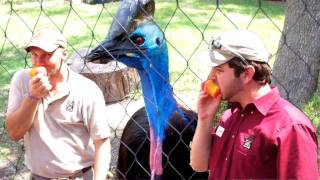 Cassowary vs Zookeeper Peach Eating Contest [upl. by Fendig]