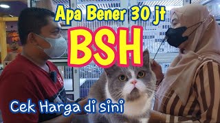 Harga kucing BSH Pureverlove Cattery ❗ Ada di Pameran Kokas 💜 [upl. by Hutchins]