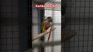 Green Conure Birdstrending viral short birdslover 🦜🦜 [upl. by Wyon]