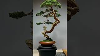 盆栽 Bonsai Inspired by these Bonsai created by AI [upl. by Stephannie]