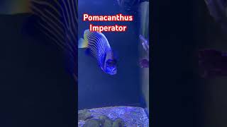 Pomacanthus Imperator 🐠PecesAngele ReefTank SaltWaterTank ReefStation [upl. by Davis]