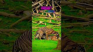 Wildlife Tigers meeting in kabini forest [upl. by Race]