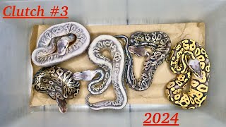 Ball pythons… Clutch 3 of 2024… Black Pewter het True Ghost x Pastel het True Ghost hatchlings [upl. by Connett513]