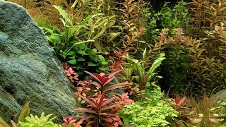 quotNew Landquot Aquascape [upl. by Zubkoff]