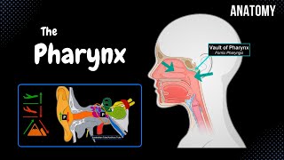 Pharynx Anatomy Parts Layers Muscles [upl. by Desiree441]